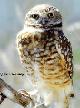 Burrowing Owl - Arizona Sonoran Desert Museum © Don Trowbridge